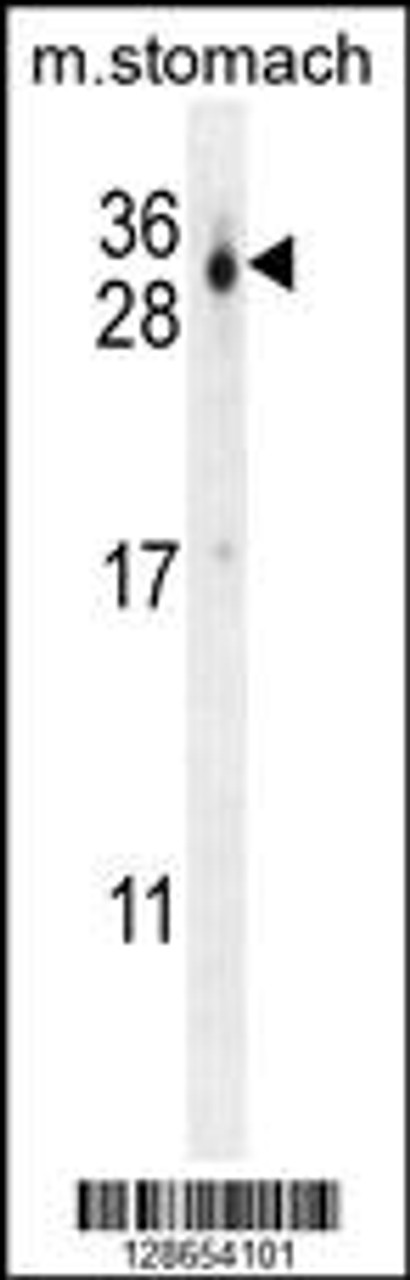 Western blot analysis in mouse stomach tissue lysates (35ug/lane) .