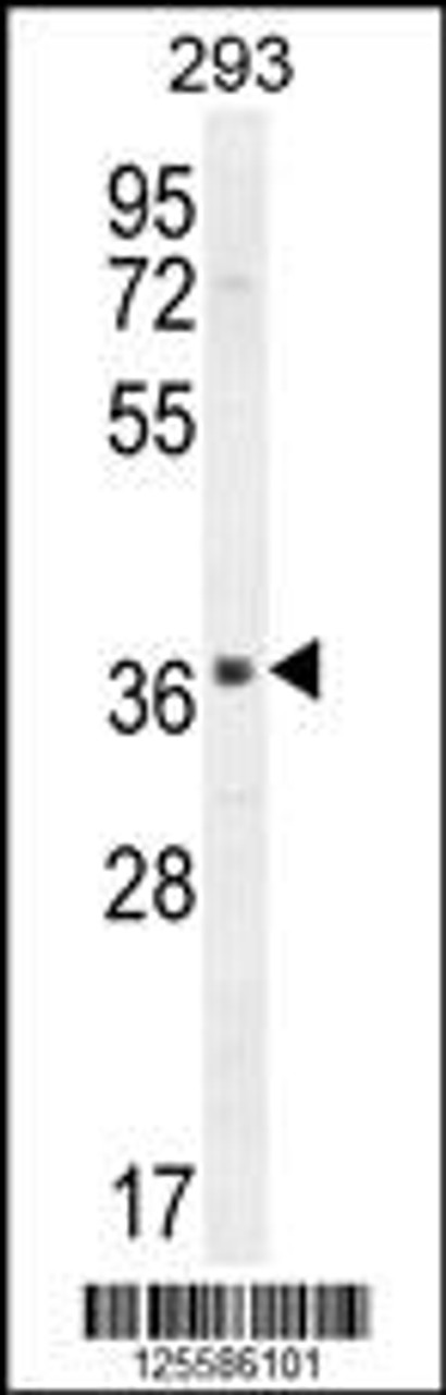 Western blot analysis in 293 cell line lysates (35ug/lane) .