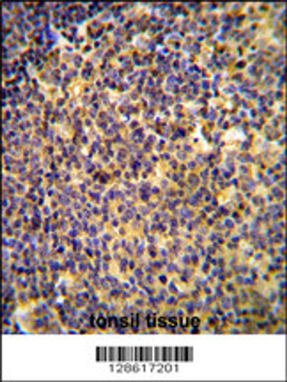 ANR44 Antibody immunohistochemistry analysis in formalin fixed and paraffin embedded human tonsil tissue followed by peroxidase conjugation of the secondary antibody and DAB staining.