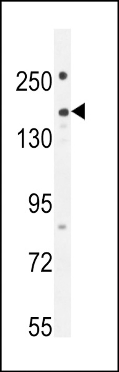 Western blot analysis in 293 cell line lysates (35ug/lane) .