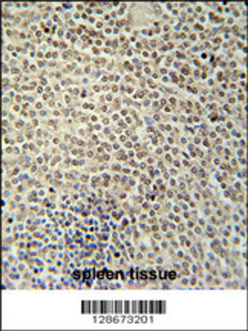 RBMX2 Antibody immunohistochemistry analysis in formalin fixed and paraffin embedded human spleen tissue followed by peroxidase conjugation of the secondary antibody and DAB staining.