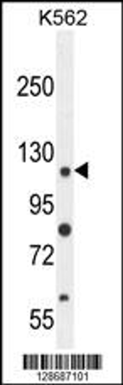 Western blot analysis in K562 cell line lysates (35ug/lane) .