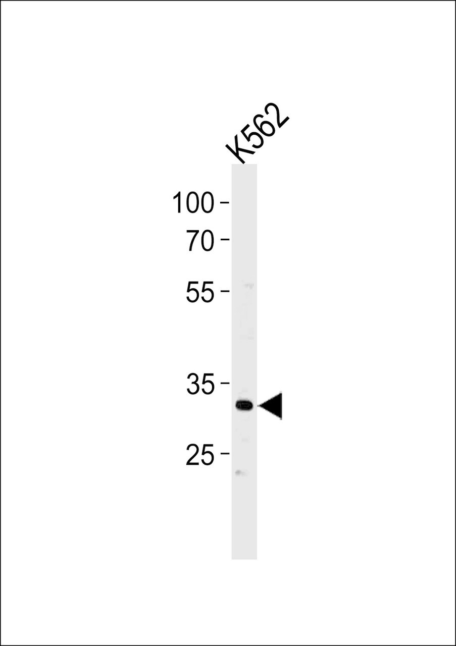 Western blot analysis in K562 cell line lysates (35ug/lane) .