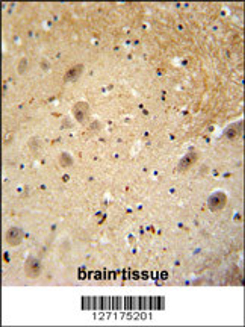 WDSOF1 antibody immunohistochemistry analysis in formalin fixed and paraffin embedded human brain tissue followed by peroxidase conjugation of the secondary antibody and DAB staining.