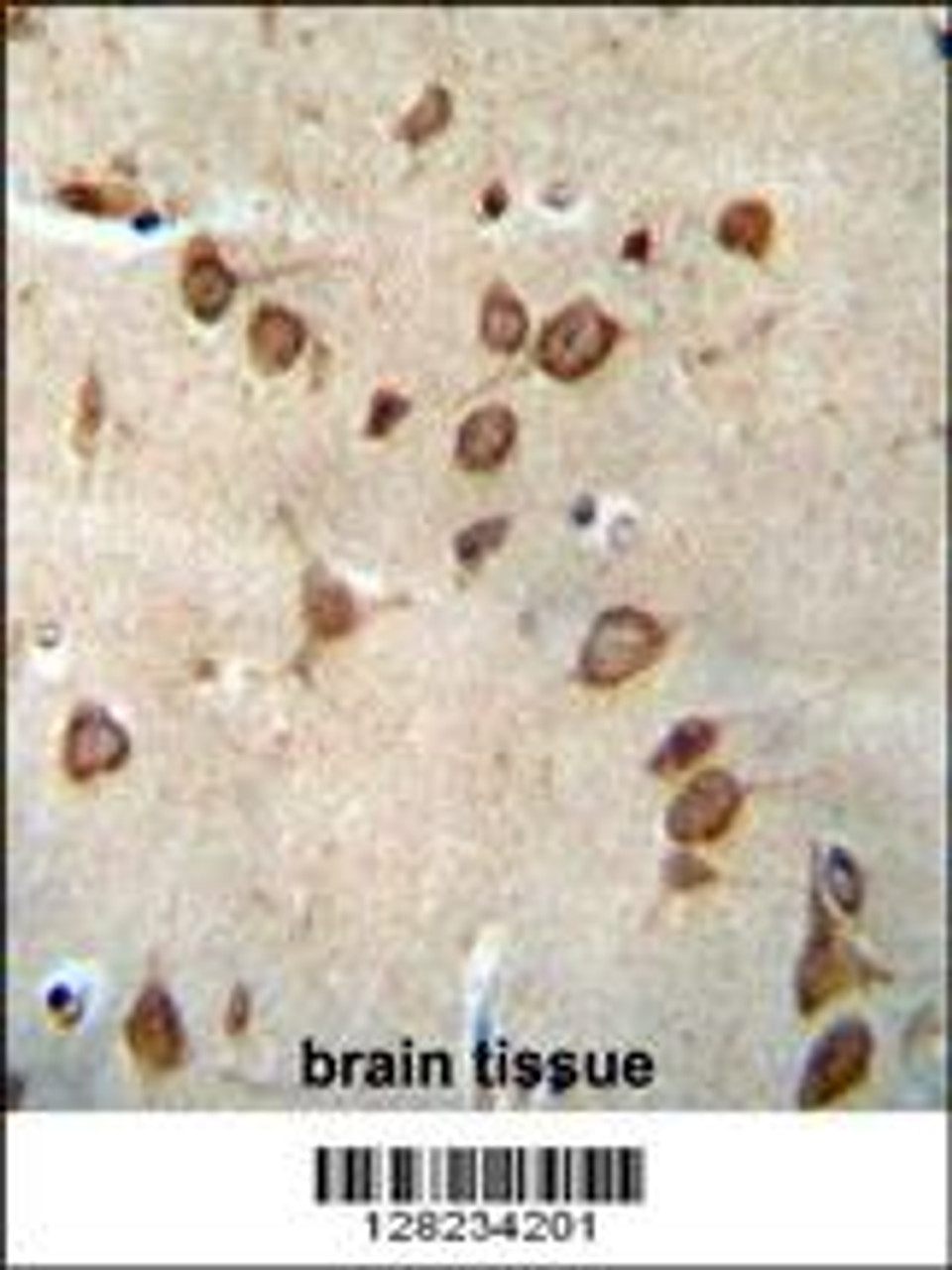 DPY19L1 antibody immunohistochemistry analysis in formalin fixed and paraffin embedded human brain tissue followed by peroxidase conjugation of the secondary antibody and DAB staining.