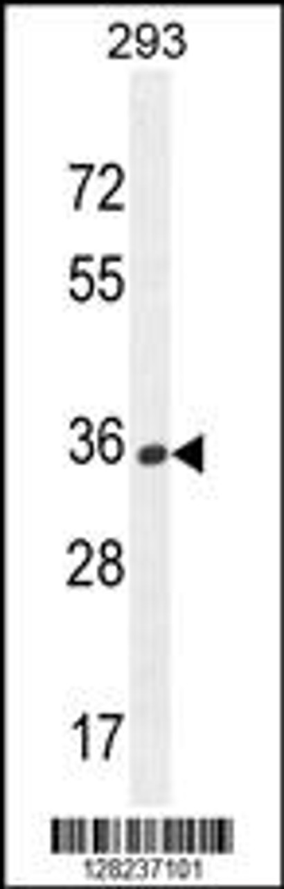 Western blot analysis in 293 cell line lysates (35ug/lane) .