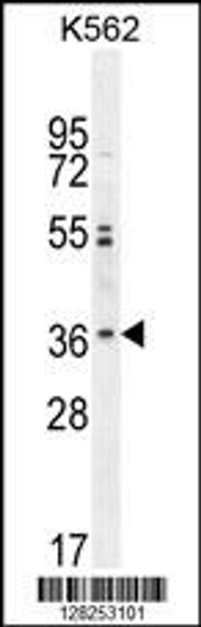 Western blot analysis in K562 cell line lysates (35ug/lane) .