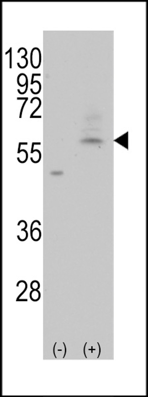 Western blot analysis of PMAT (Slc29a4) using rabbit polyclonal PMAT (Slc29a4) Antibody using 293 cell lysates (2 ug/lane) either nontransfected (Lane 1) or transiently transfected with the PMAT (Slc29a4) gene (Lane 2) .