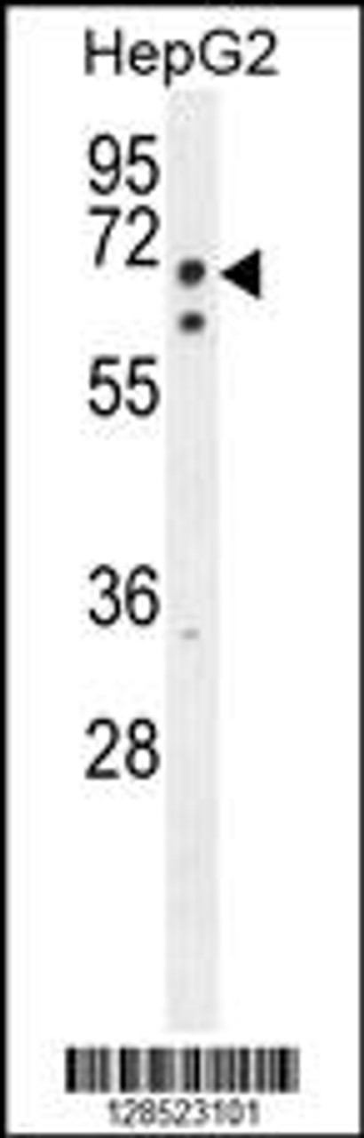 Western blot analysis in HepG2 cell line lysates (35ug/lane) .