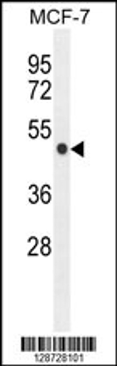 Western blot analysis in MCF-7 cell line lysates (35ug/lane) .