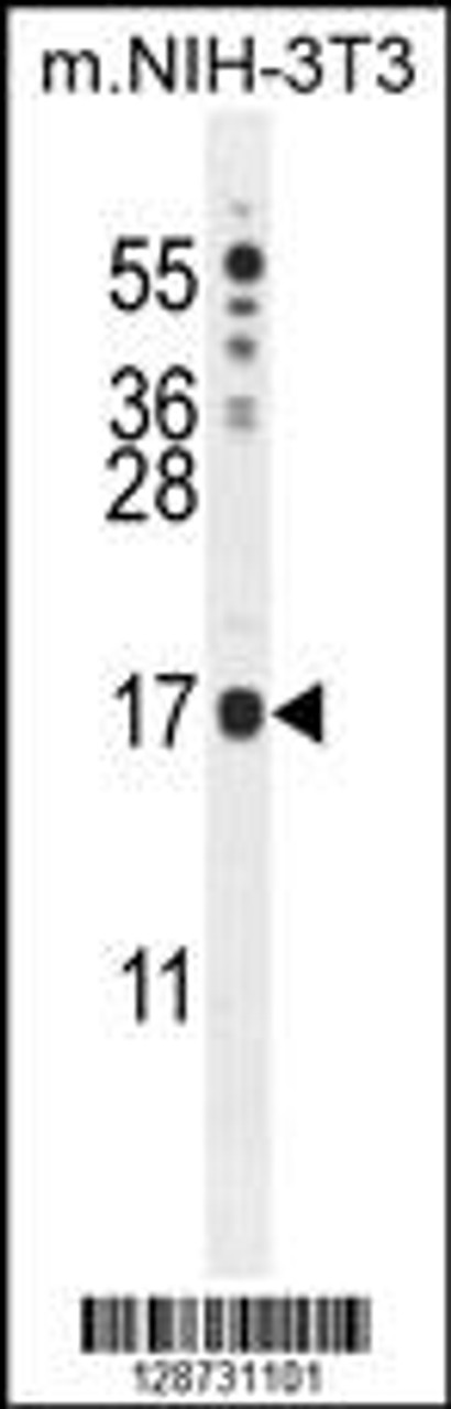 Western blot analysis in mouse NIH-3T3 cell line lysates (35ug/lane) .