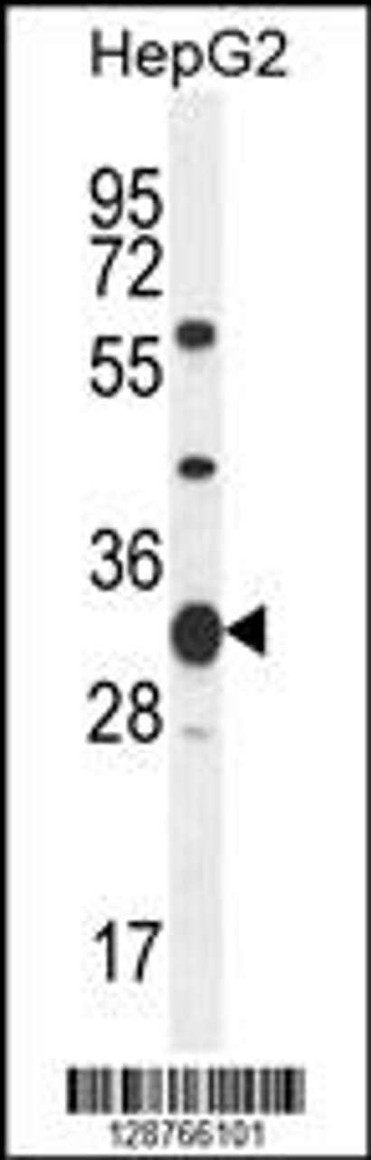 Western blot analysis in HepG2 cell line lysates (35ug/lane) .