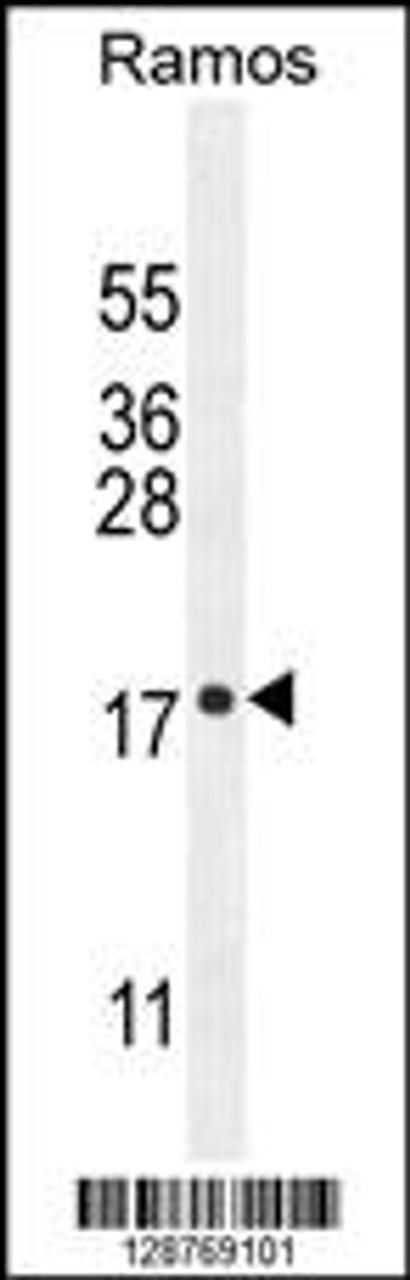 Western blot analysis in Ramos cell line lysates (35ug/lane) .