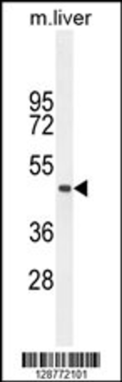 Western blot analysis in mouse liver tissue lysates (35ug/lane) .This demonstrates tdetected the MRPL51 protein (arrow) .