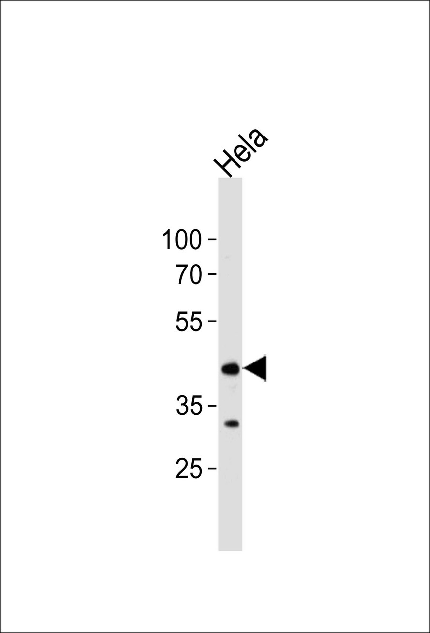 Western blot analysis of lysate from Hela cell line, using JNK1 antibody at 1:1000 at each lane.