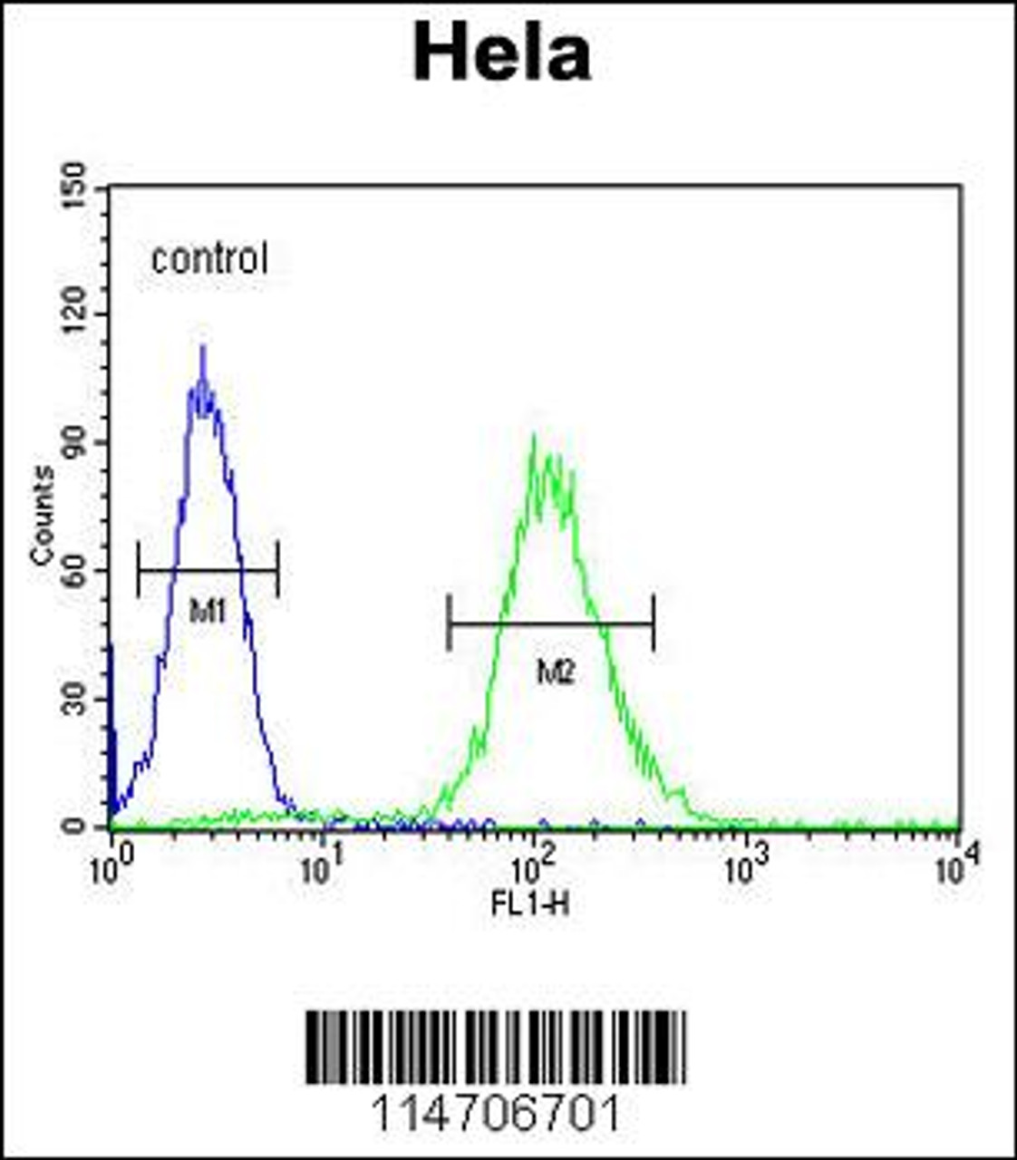 Flow cytometric analysis of Hela cells (right histogram) compared to a negative control cell (left histogram) .FITC-conjugated goat-anti-rabbit secondary antibodies were used for the analysis.