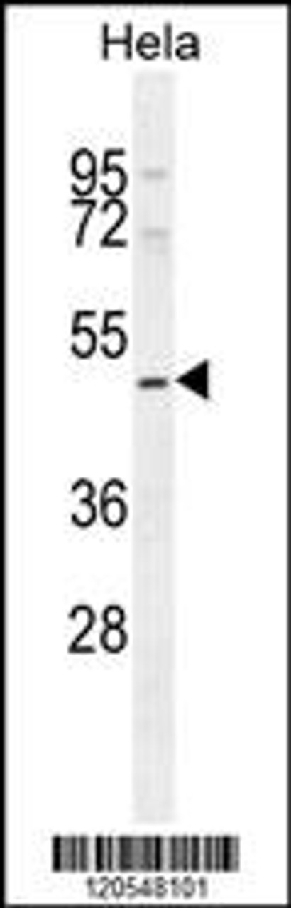 Western blot analysis in Hela cell line lysates (35ug/lane) .