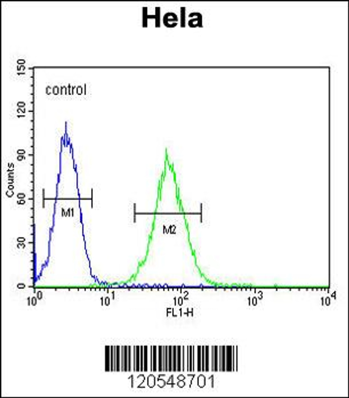 Flow cytometric analysis of Hela cells (right histogram) compared to a negative control cell (left histogram) .FITC-conjugated goat-anti-rabbit secondary antibodies were used for the analysis.