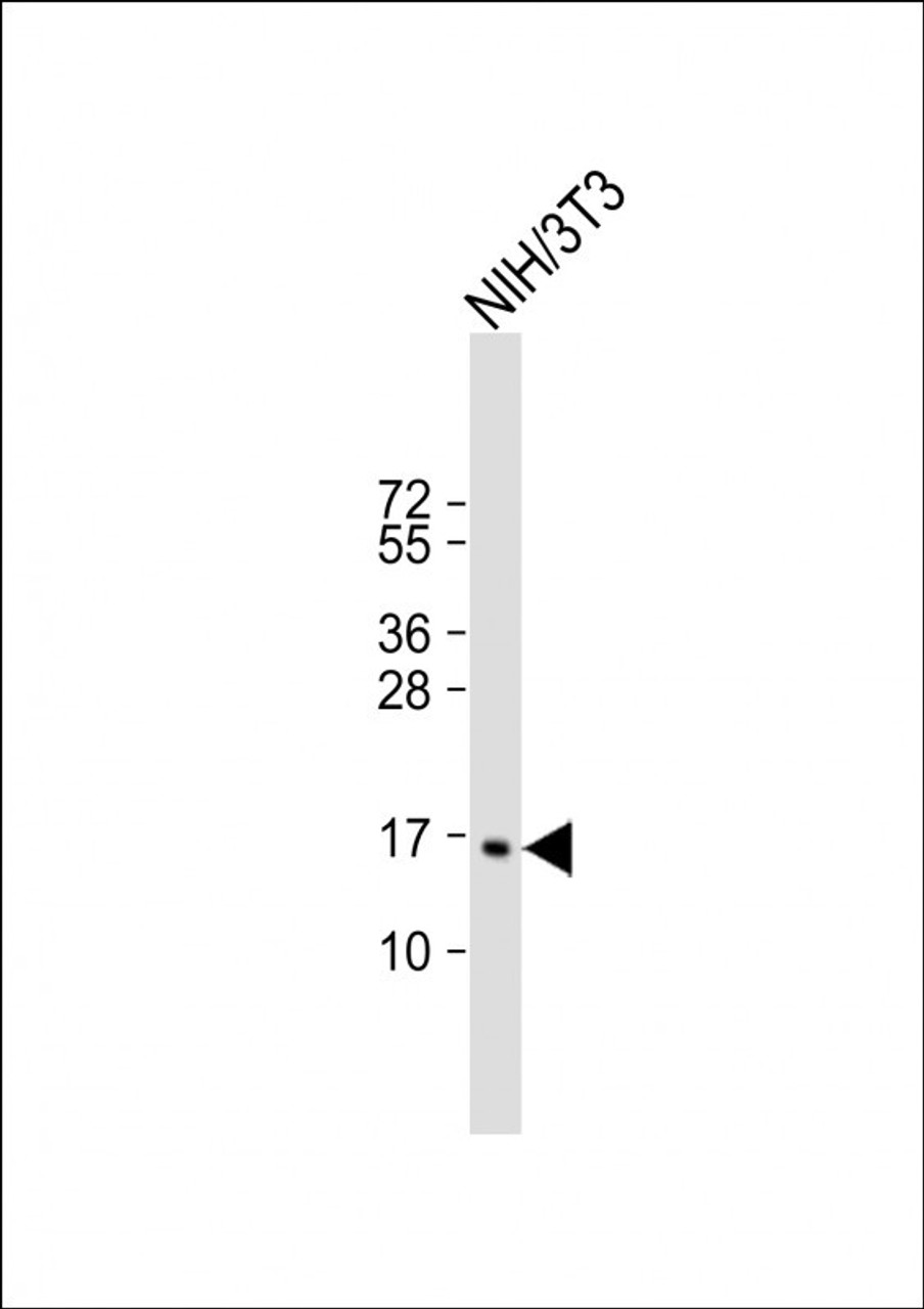 Western Blot at 1:2000 dilution + NIH/3T3 whole cell lysate Lysates/proteins at 20 ug per lane.