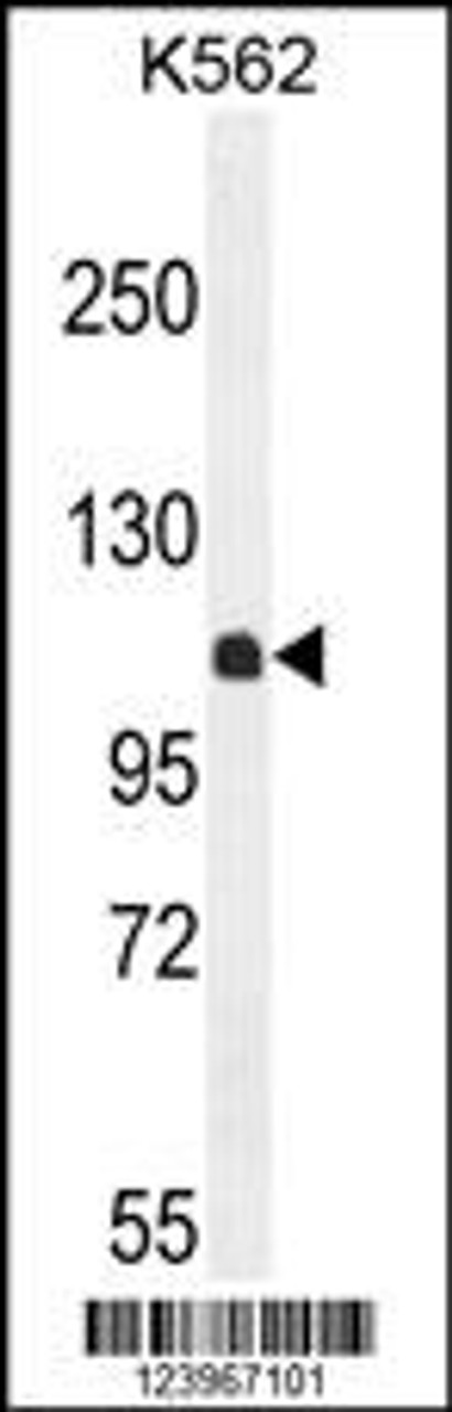 Western blot analysis in K562 cell line lysates (35ug/lane) .