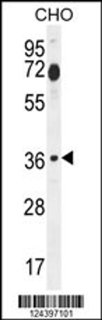 Western blot analysis in CHO cell line lysates (35ug/lane) .