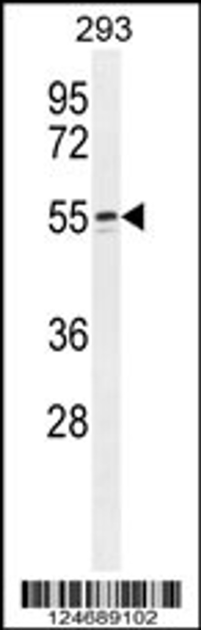 Western blot analysis in 293 cell line lysates (35ug/lane) .