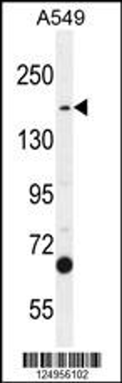 Western blot analysis in A549 cell line lysates (35ug/lane) .