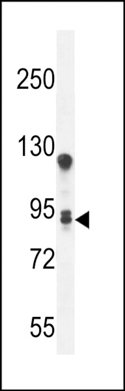 Western blot analysis in A549 cell line lysates (35ug/lane) .