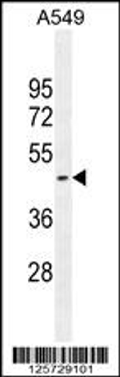 Western blot analysis in A549 cell line lysates (35ug/lane) .