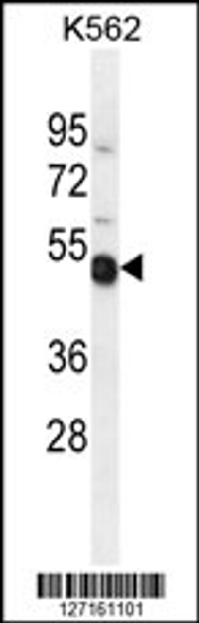 Western blot analysis in K562 cell line lysates (35ug/lane) .