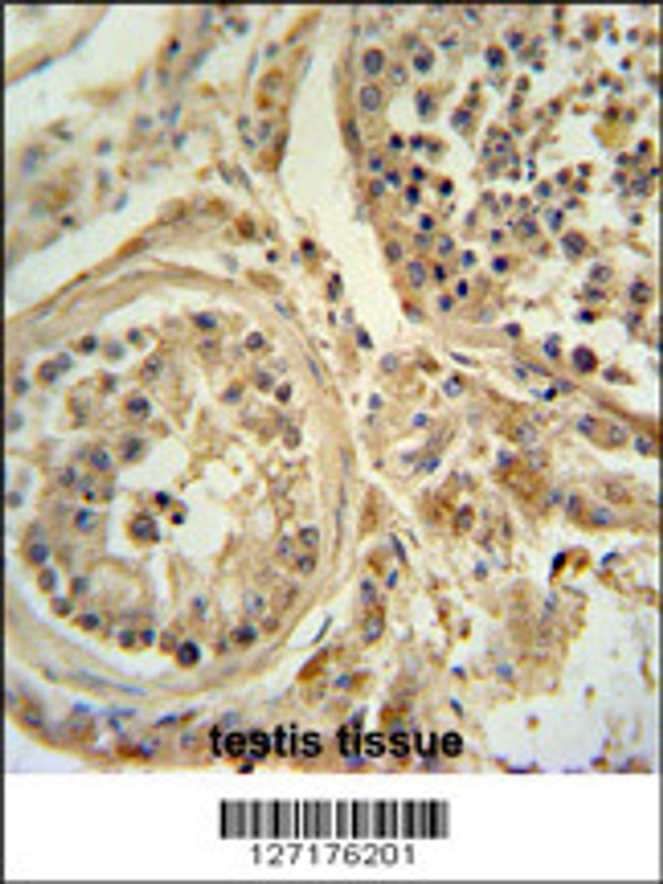 WDR51B antibody immunohistochemistry analysis in formalin fixed and paraffin embedded human testis tissue followed by peroxidase conjugation of the secondary antibody and DAB staining.