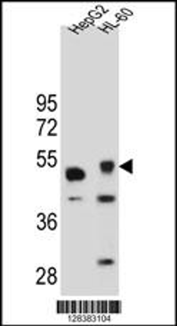 Western blot analysis in HepG2 and HL-60 cell line lysates (35ug/lane) .