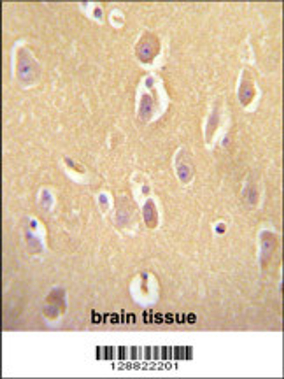 OR13J1 antibody immunohistochemistry analysis in formalin fixed and paraffin embedded human brain tissue followed by peroxidase conjugation of the secondary antibody and DAB staining.