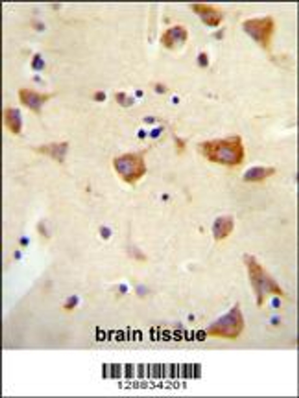 OR2Z1 antibody immunohistochemistry analysis in formalin fixed and paraffin embedded human brain tissue followed by peroxidase conjugation of the secondary antibody and DAB staining.