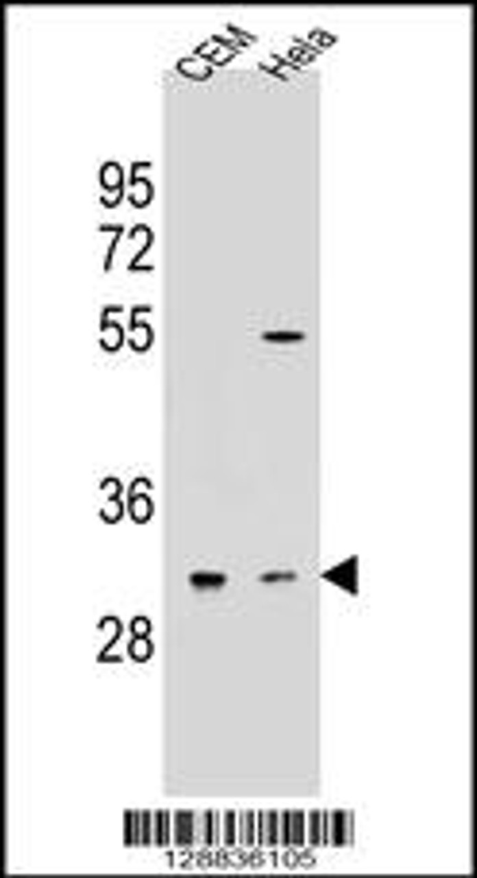 Western blot analysis in CEM, Hela cell line lysates (35ug/lane) .