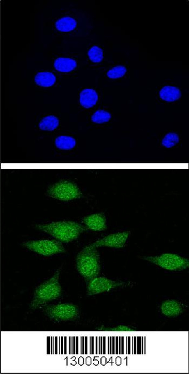 Confocal immunofluorescent analysis of AIRE Antibody with 293 cell followed by Alexa Fluor 488-conjugated goat anti-rabbit lgG (green) . DAPI was used to stain the cell nuclear (blue) .