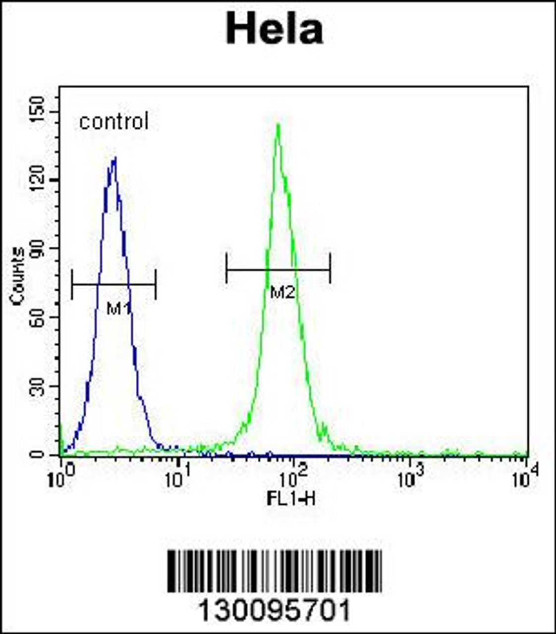 Flow cytometric analysis of Hela cells (right histogram) compared to a negative control cell (left histogram) .FITC-conjugated goat-anti-rabbit secondary antibodies were used for the analysis.