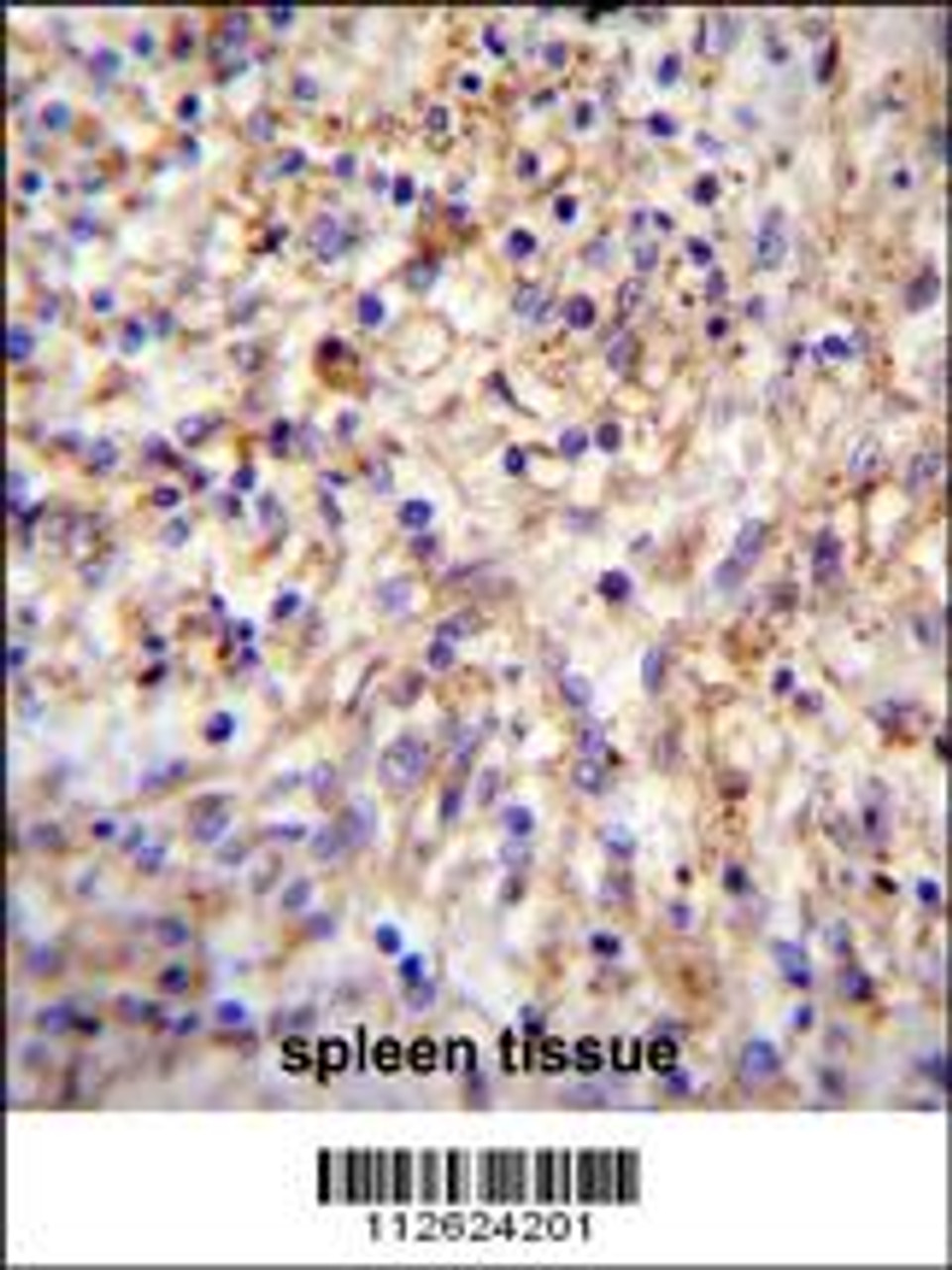 CLEC11A Antibody immunohistochemistry analysis in formalin fixed and paraffin embedded human spleen tissue followed by peroxidase conjugation of the secondary antibody and DAB staining.