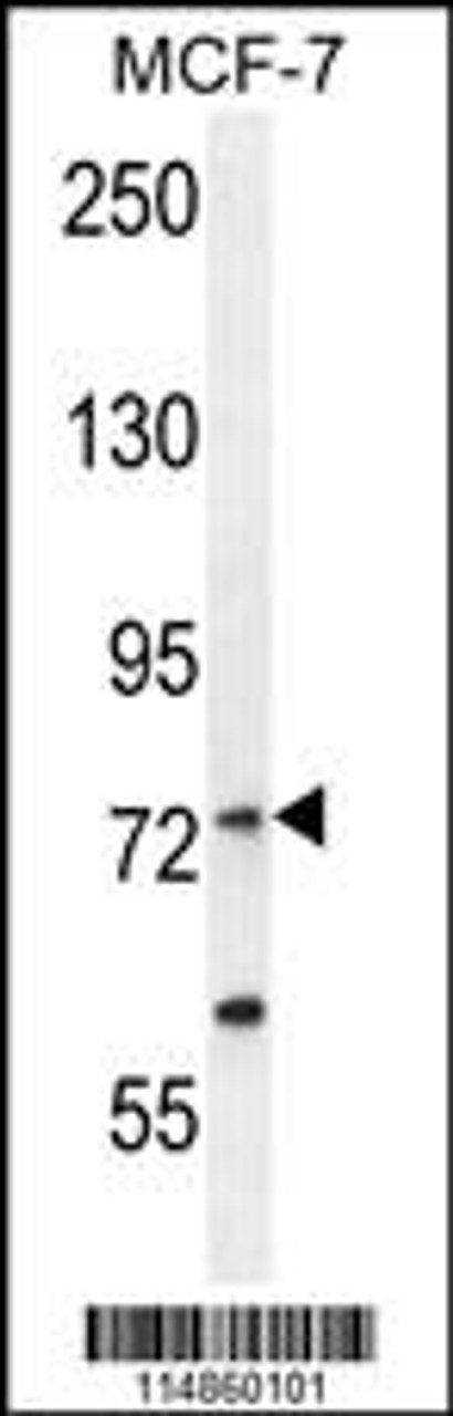 Western blot analysis in MCF-7 cell line lysates (35ug/lane) .