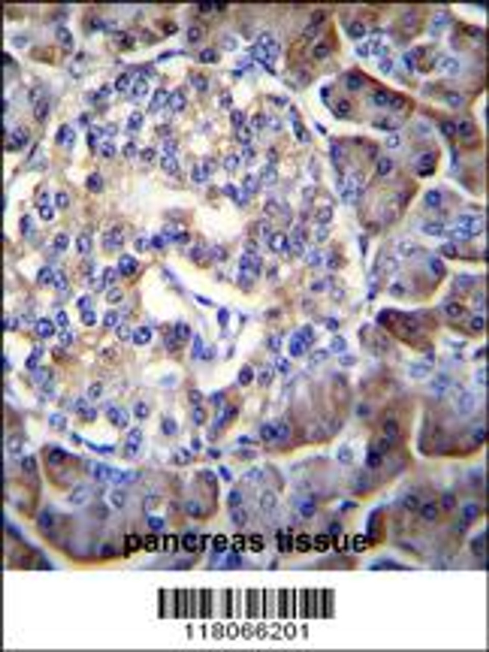 HIP1R Antibody immunohistochemistry analysis in formalin fixed and paraffin embedded human pancreas tissue followed by peroxidase conjugation of the secondary antibody and DAB staining.