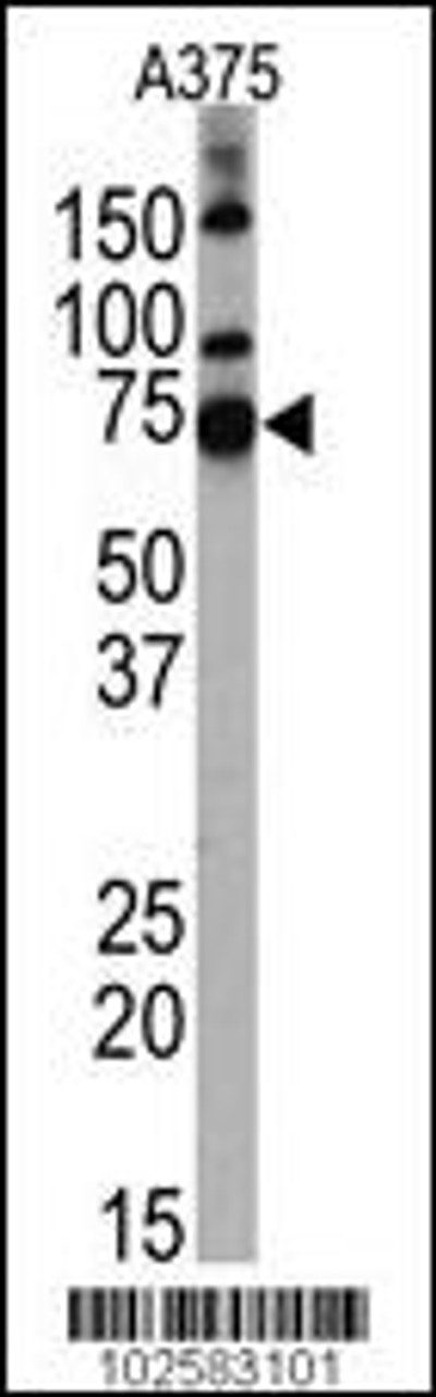 Western blot analysis of anti-HDAC10 Pab (Cat. AP1110a) in A375 cell line lysates.