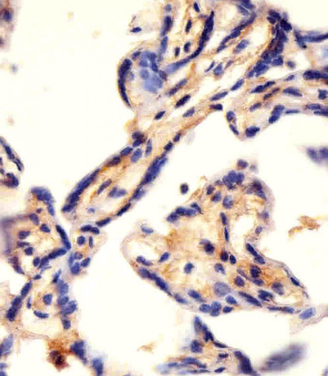 Antibody staining CAD in human placenta tissue sections by Immunohistochemistry (IHC-P - paraformaldehyde-fixed, paraffin-embedded sections) .