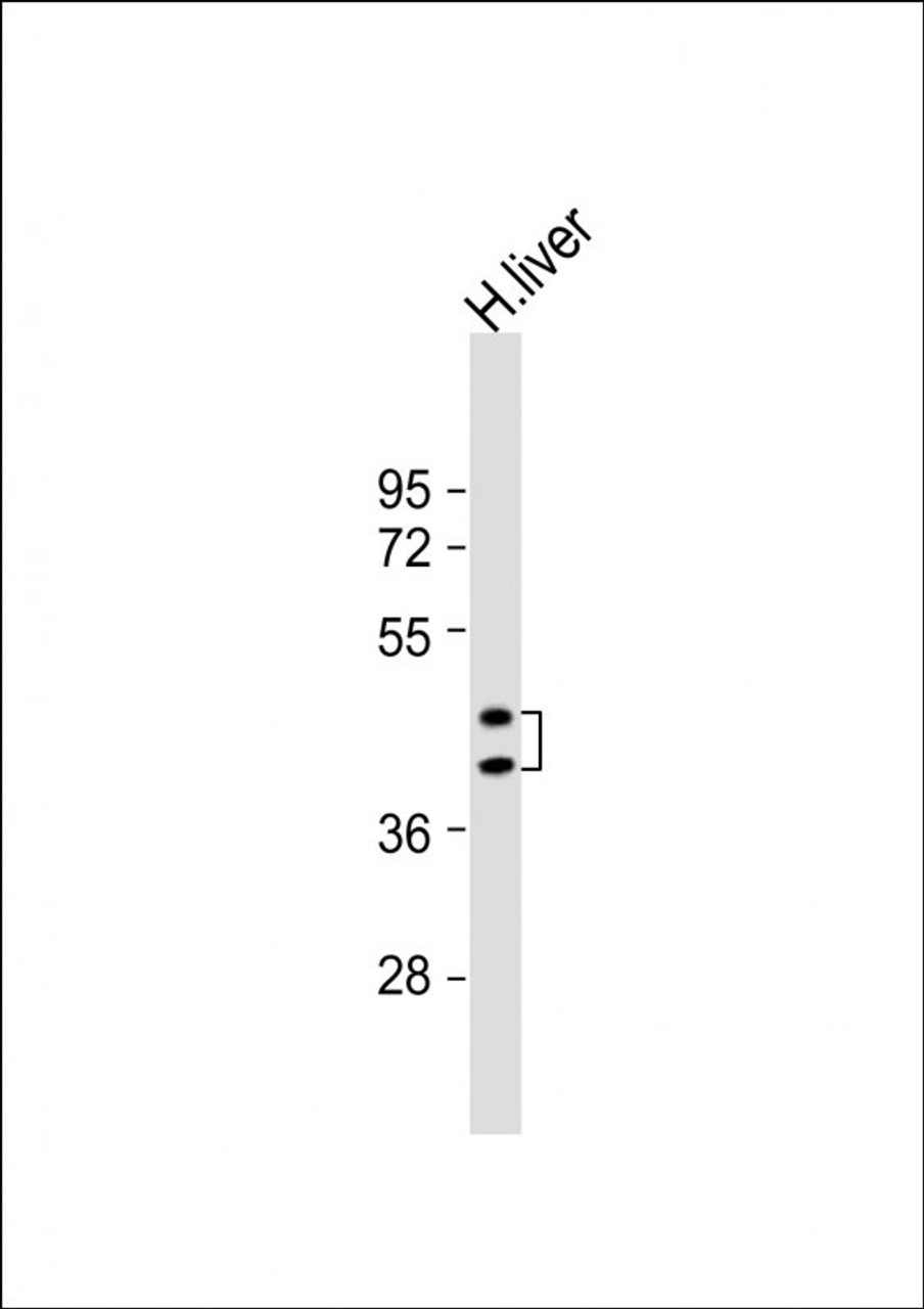 Western Blot at 1:8000 dilution + human liver lysate Lysates/proteins at 20 ug per lane.