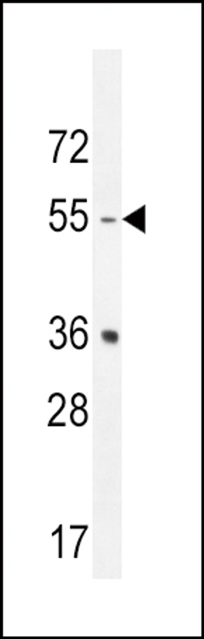 Western blot analysis in mouse spleen tissue lysates (35ug/lane) .This demonstrates the HTR2B antibody detected the HTR2B protein (arrow) .