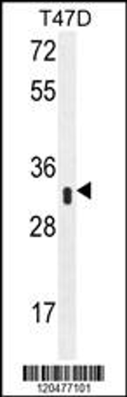 Western blot analysis in T47D cell line lysates (35ug/lane) .This demonstrates the IFI35 antibody detected the IFI35 protein (arrow) .