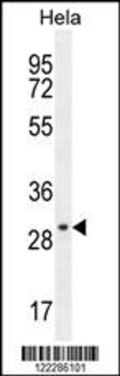 Western blot analysis in Hela cell line lysates (35ug/lane) .