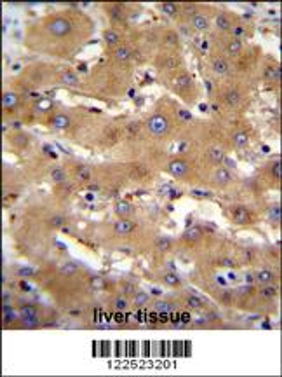 PHF12 Antibody immunohistochemistry analysis in formalin fixed and paraffin embedded human liver tissue followed by peroxidase conjugation of the secondary antibody and DAB staining.