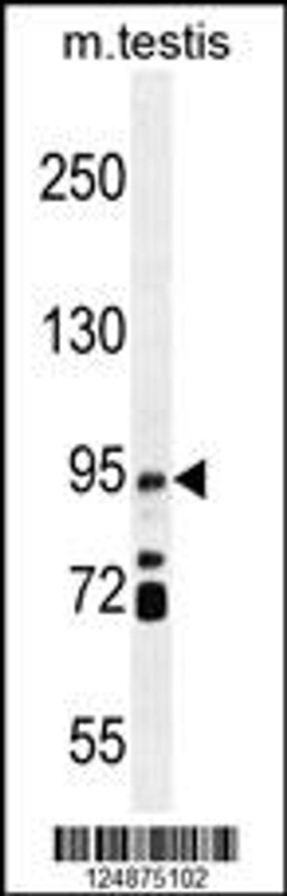 Western blot analysis in mouse testis tissue lysates (35ug/lane) .