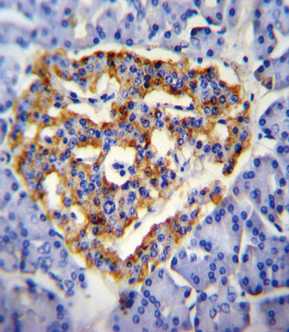 CUZD1 Antibody immunohistochemistry analysis in formalin fixed and paraffin embedded human pancrease tissue followed by peroxidase conjugation of the secondary antibody and DAB staining.