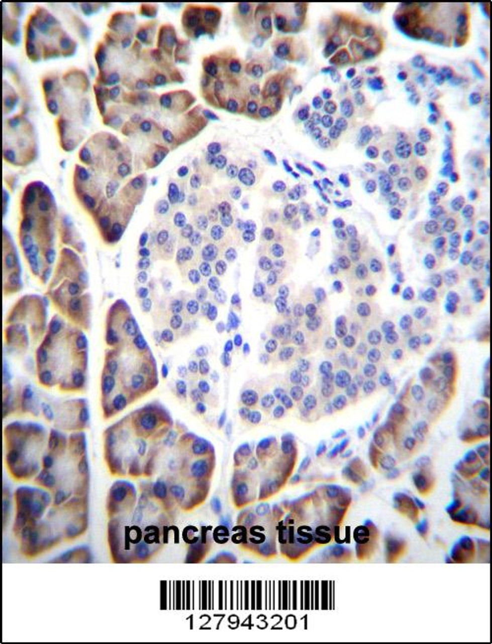 UROC1 Antibody immunohistochemistry analysis in formalin fixed and paraffin embedded human pancreas tissue followed by peroxidase conjugation of the secondary antibody and DAB staining.